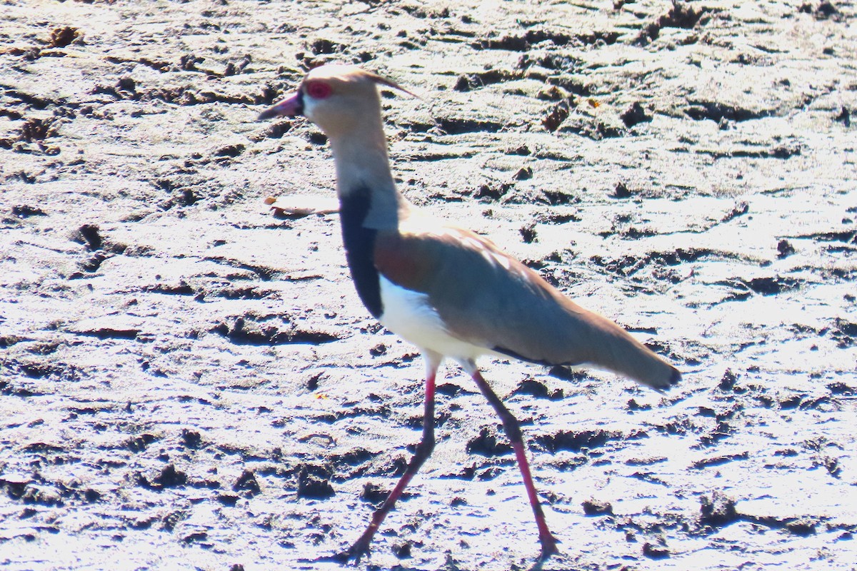 Southern Lapwing - ML651936482