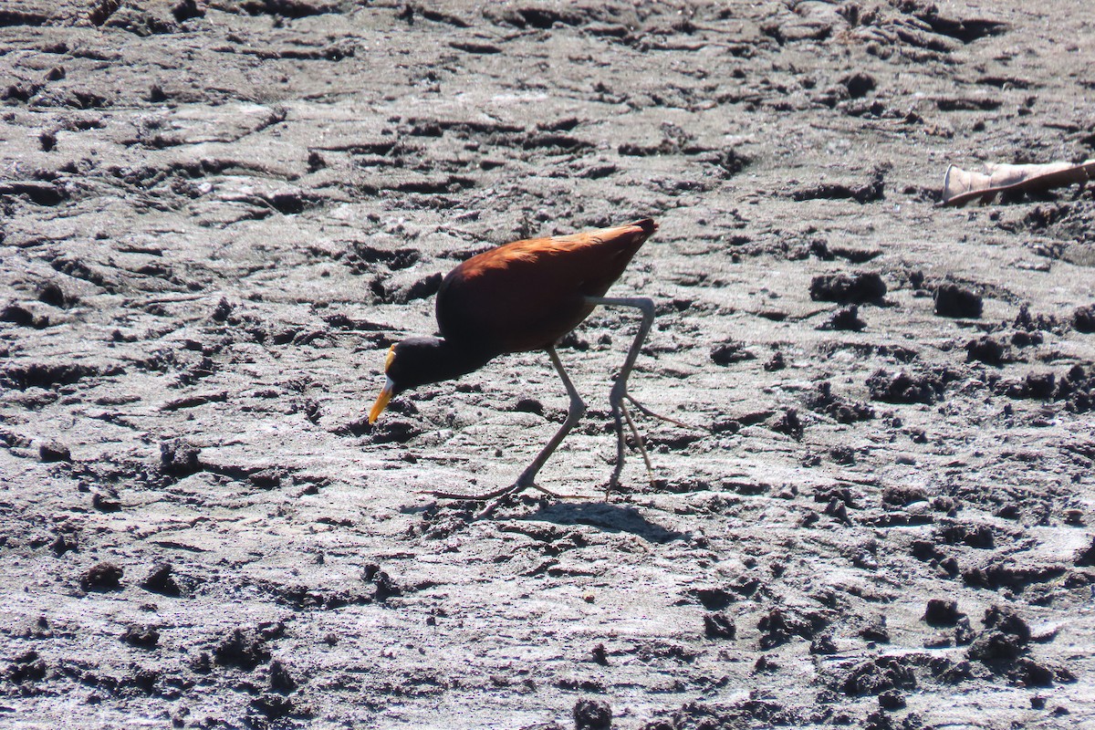 Northern Jacana - ML651936490