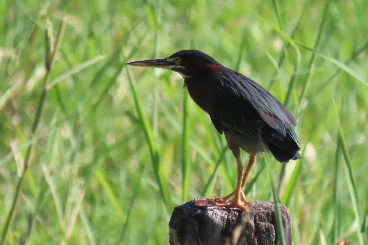 Green Hermit - ML651936530