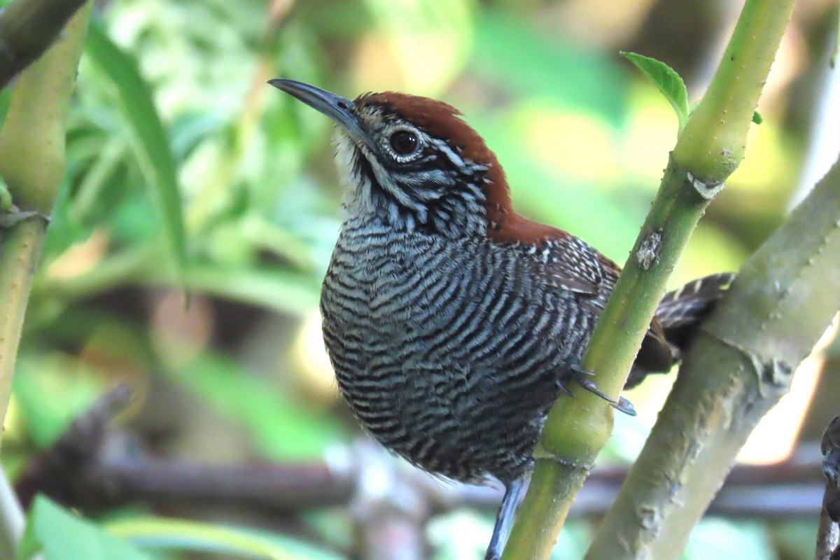 Riverside Wren - ML651936699
