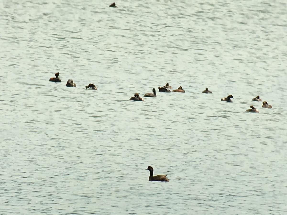 Eared Grebe - ML65193671