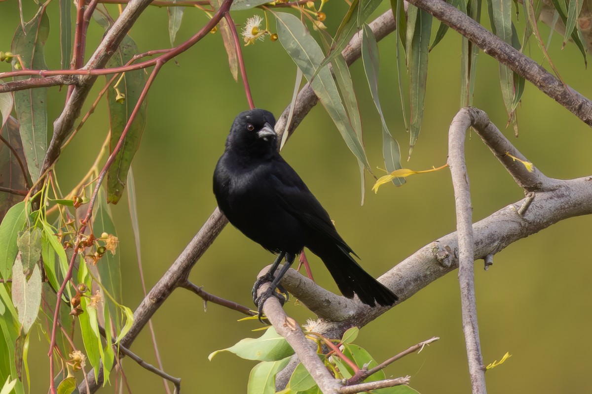 Screaming Cowbird - ML651937031