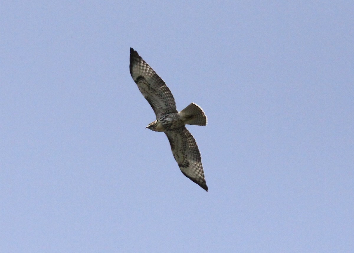 Red-tailed Hawk (calurus/alascensis) - ML65193721
