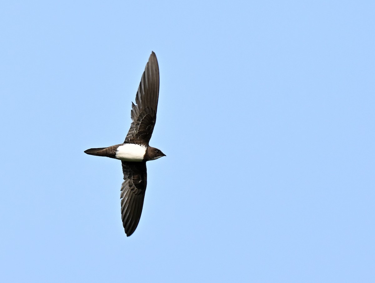 シロハラアマツバメ - ML651937436