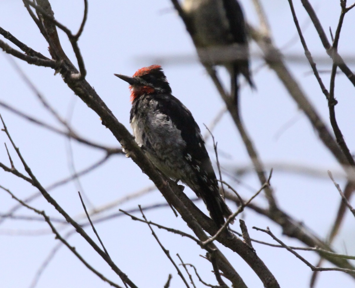 Red-naped Sapsucker - ML65193771