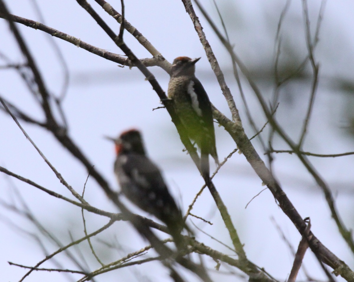 Red-naped Sapsucker - ML65193781