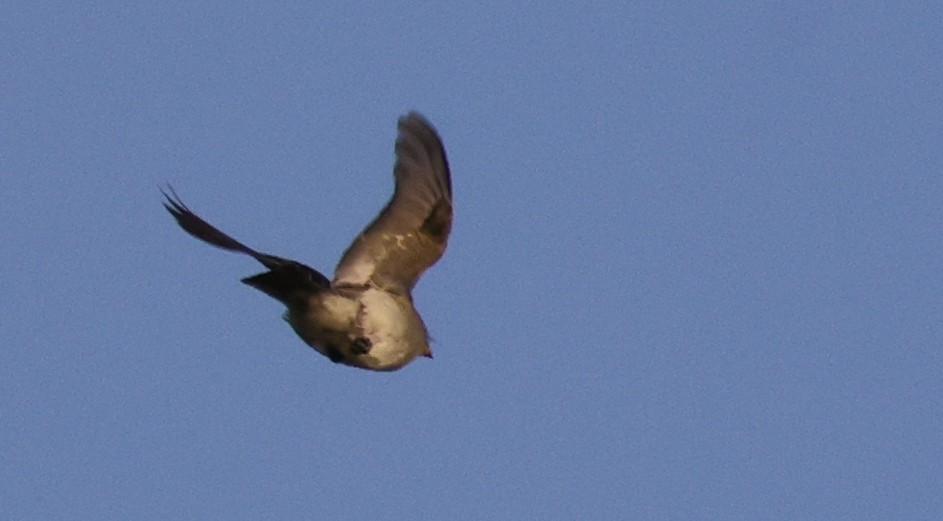 Doğulu Pivi - ML651937819