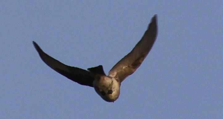 Doğulu Pivi - ML651937832