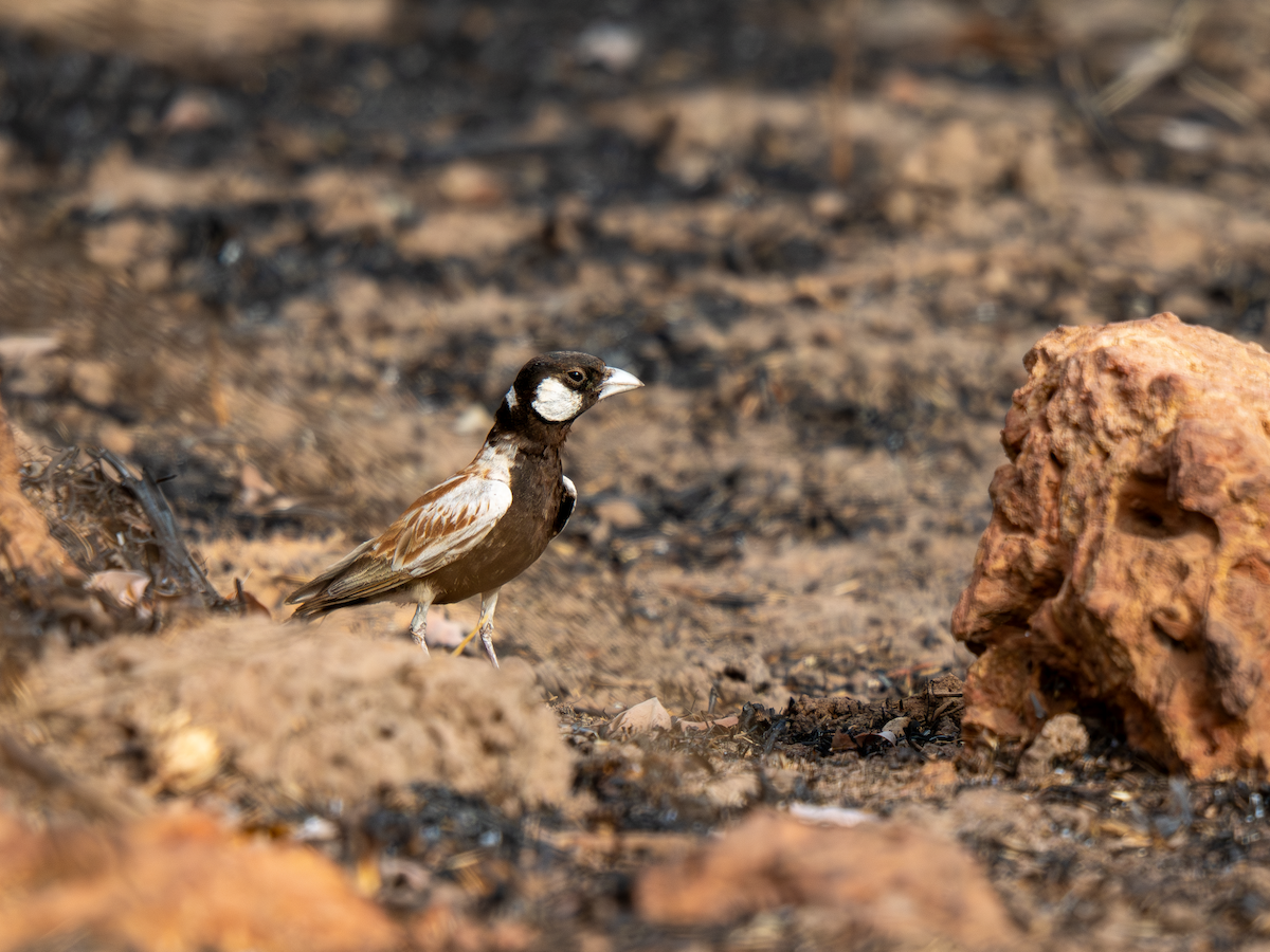 skřivan bělouchý - ML651937993