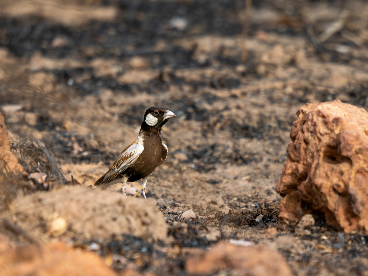skřivan bělouchý - ML651937994