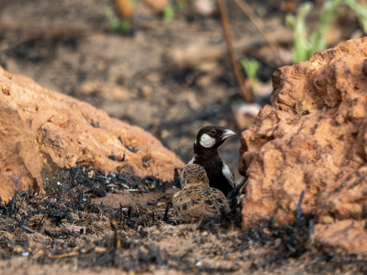 skřivan bělouchý - ML651937995