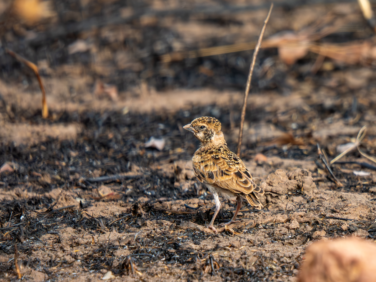 skřivan bělouchý - ML651937996