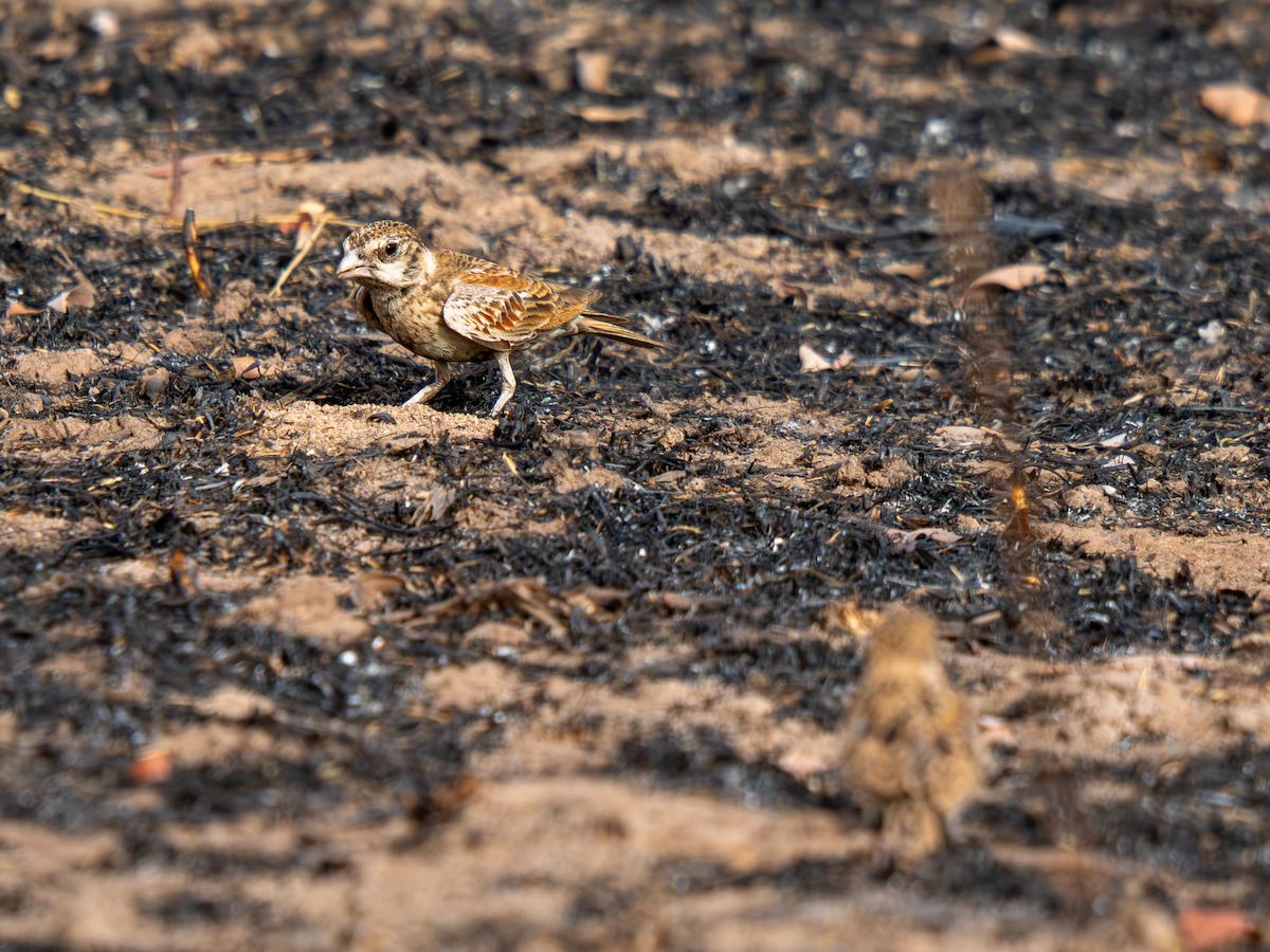 skřivan bělouchý - ML651937997