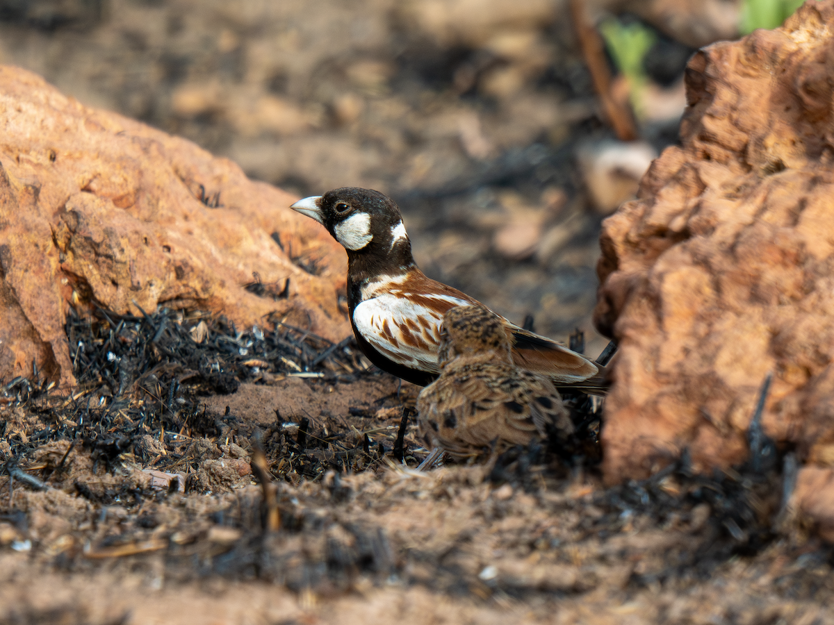 skřivan bělouchý - ML651937998