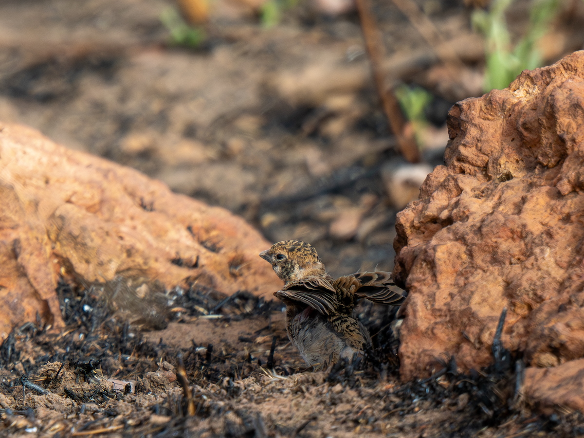 skřivan bělouchý - ML651937999