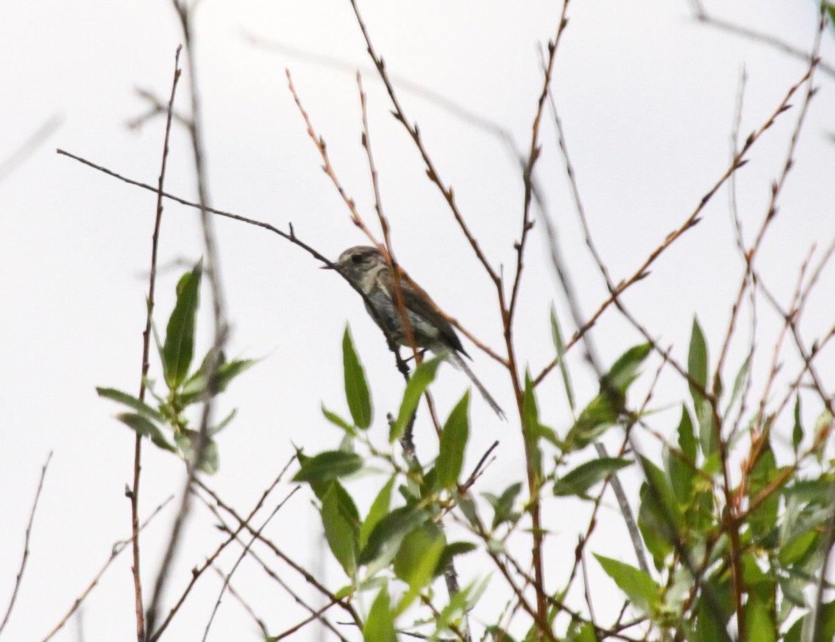 Dusky Flycatcher - ML65193811