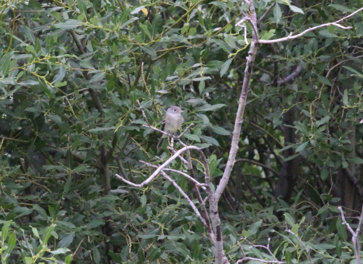 Dusky Flycatcher - ML65193821