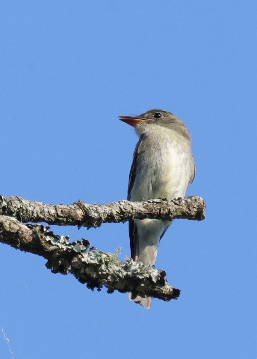 Doğulu Pivi - ML651938282