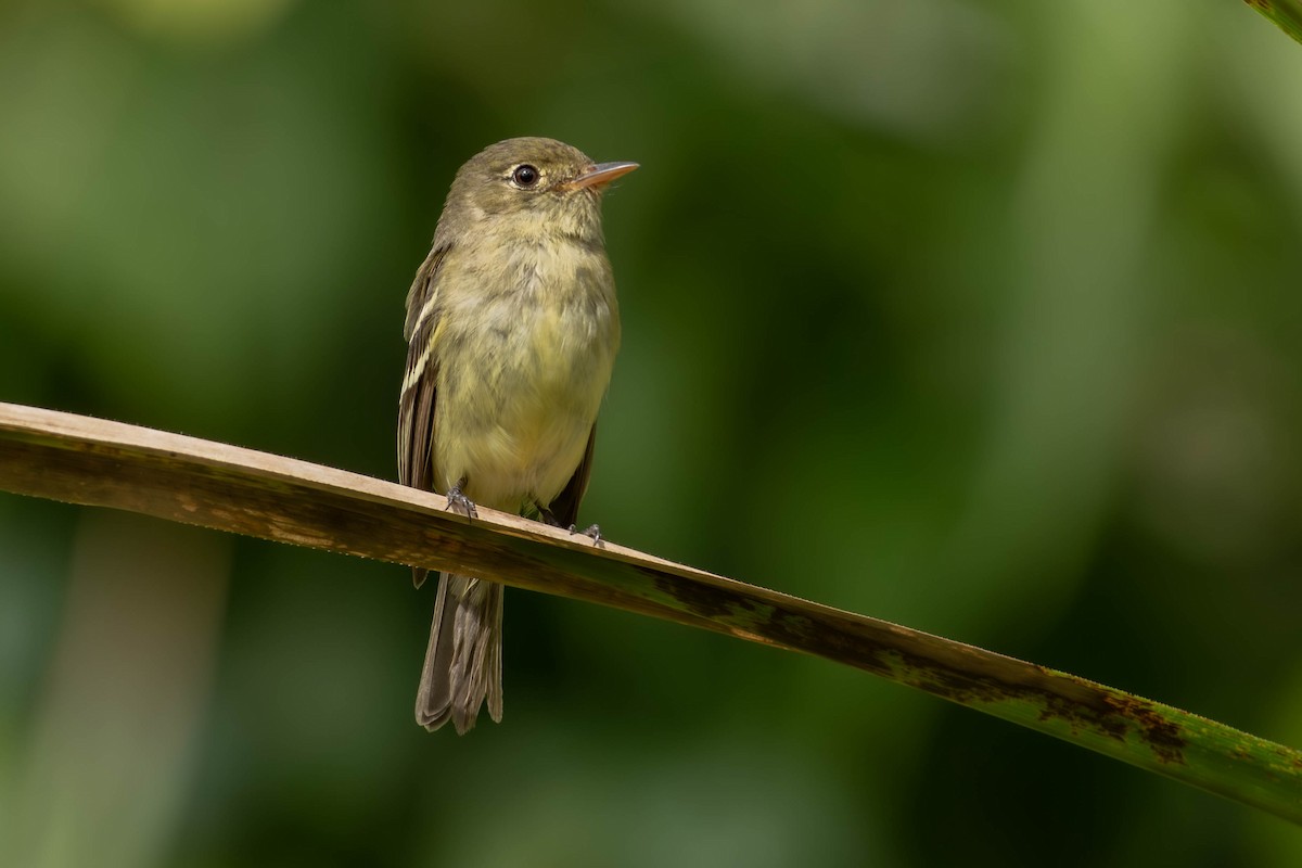 Yellow-bellied Flycatcher - ML651938564