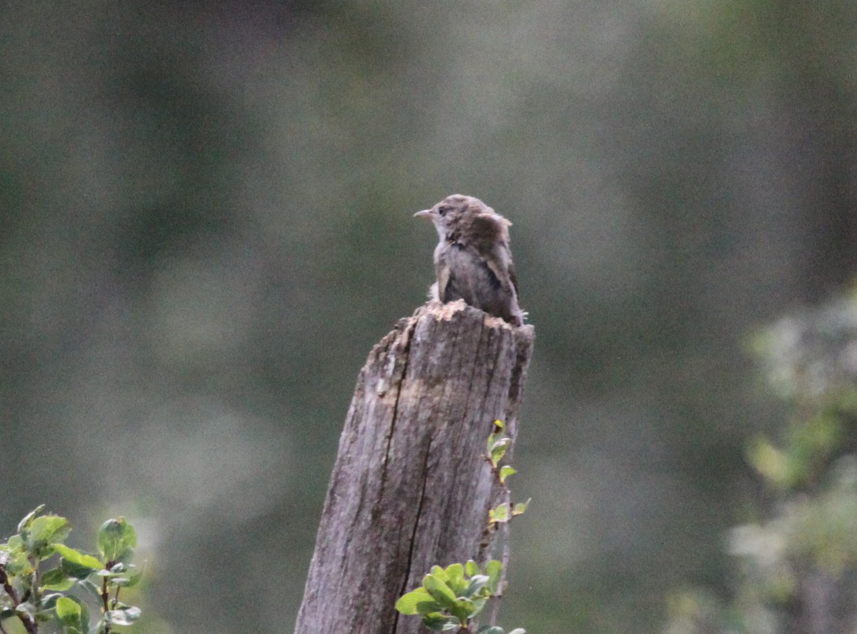 Northern House Wren - ML65193871