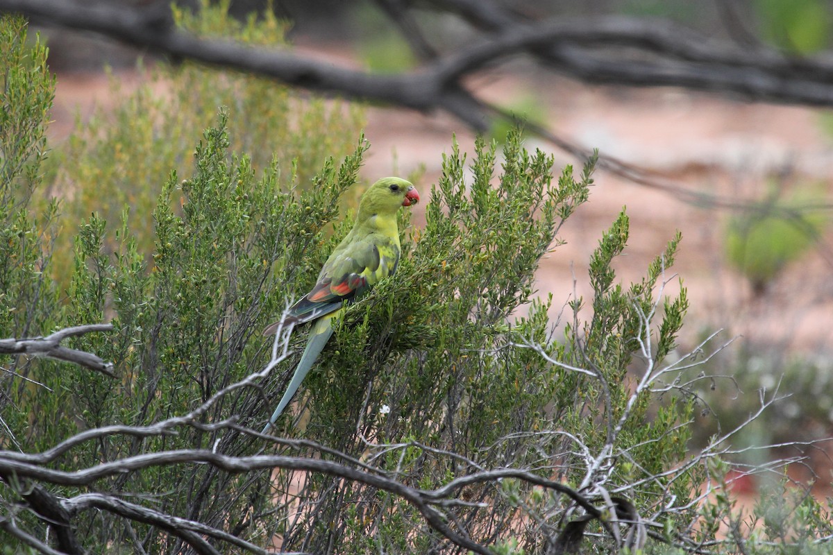 Regent Parrot - ML65193881