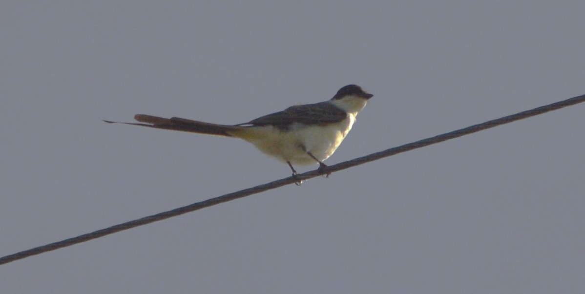 Fork-tailed Flycatcher - ML651938871
