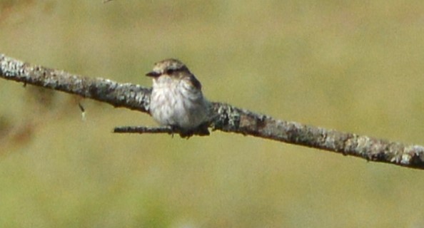Vermilion Flycatcher - ML651939256