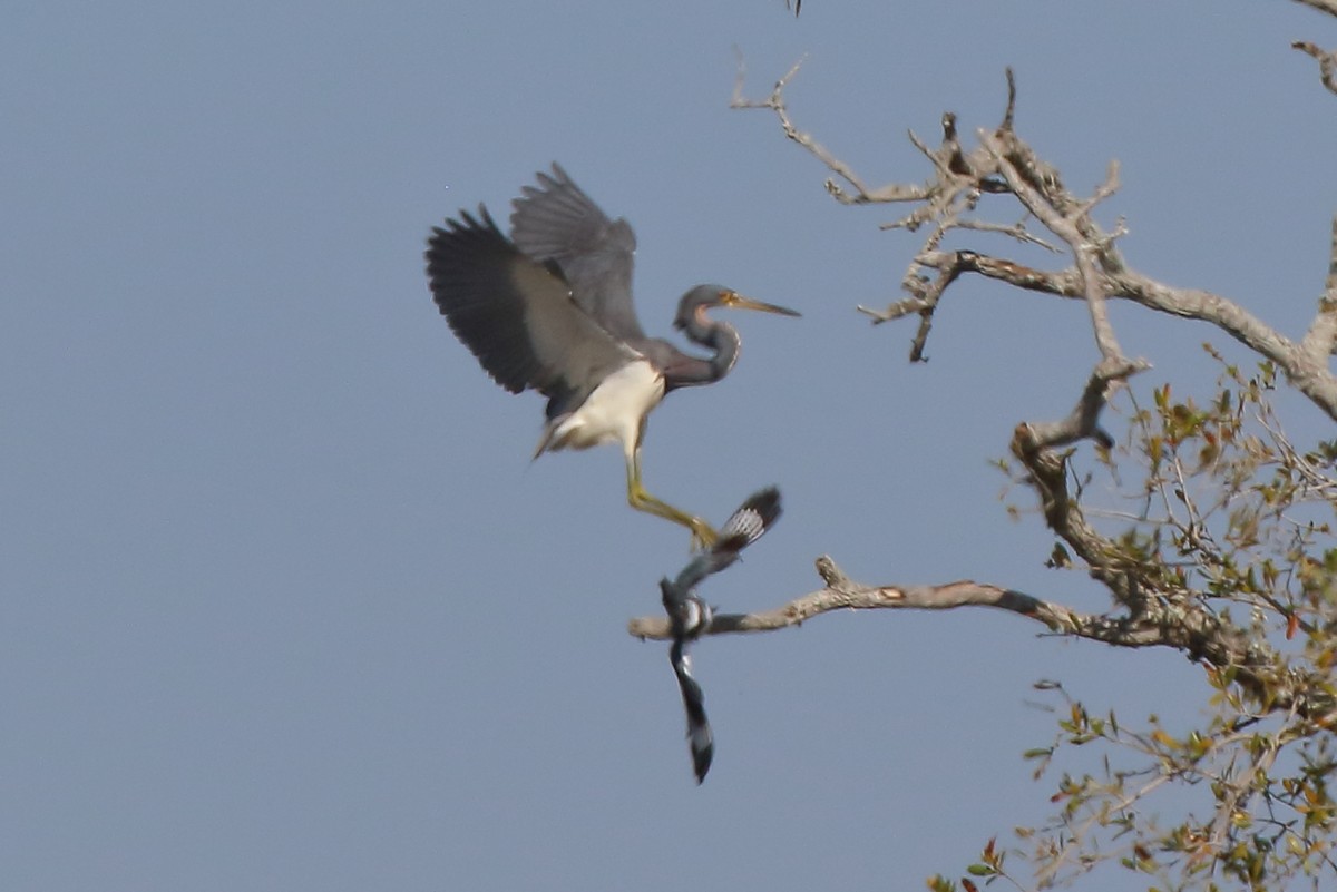 eBird Checklist - 1 Mar 2026 - Bald Point SP - 9 species