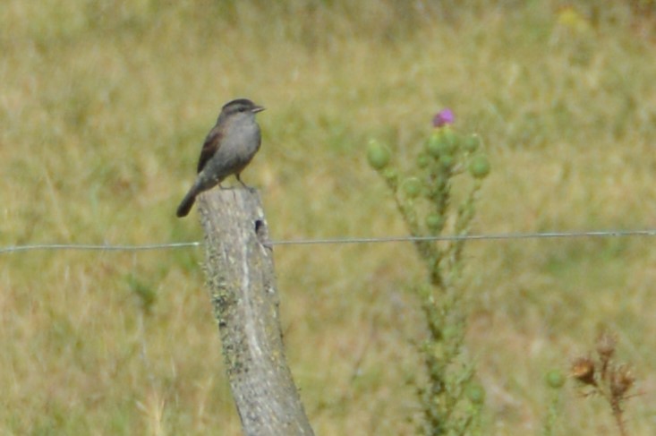 Crowned Slaty Flycatcher - ML651940241