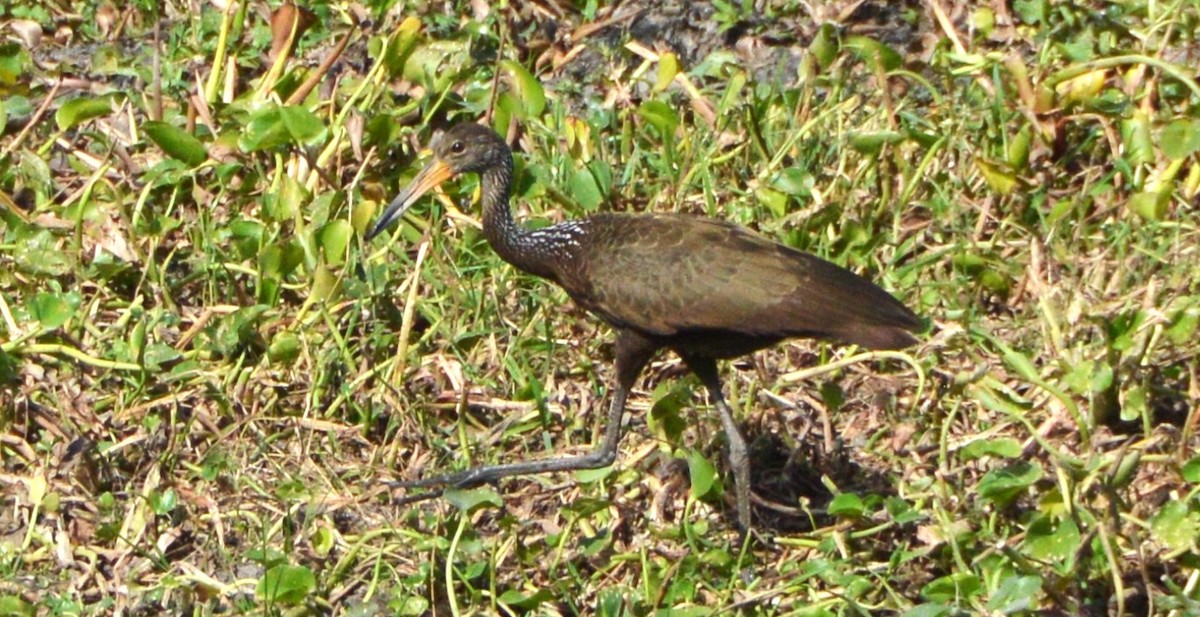 Limpkin - ML651940779