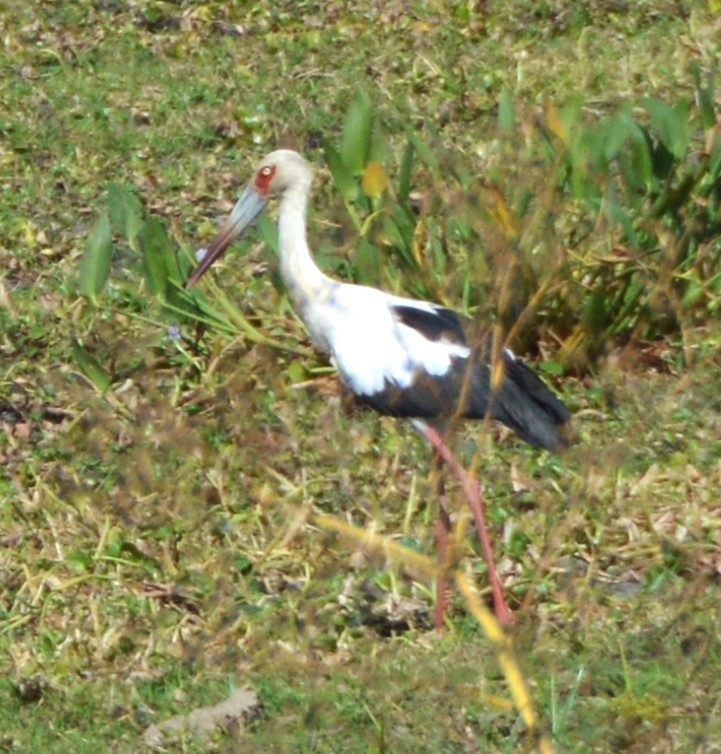 Maguari Stork - ML651940791