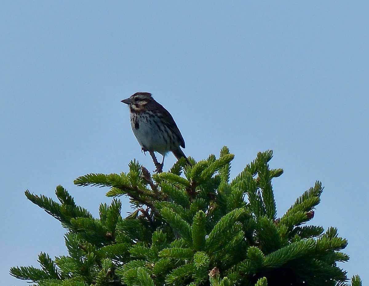 Song Sparrow - ML65194101