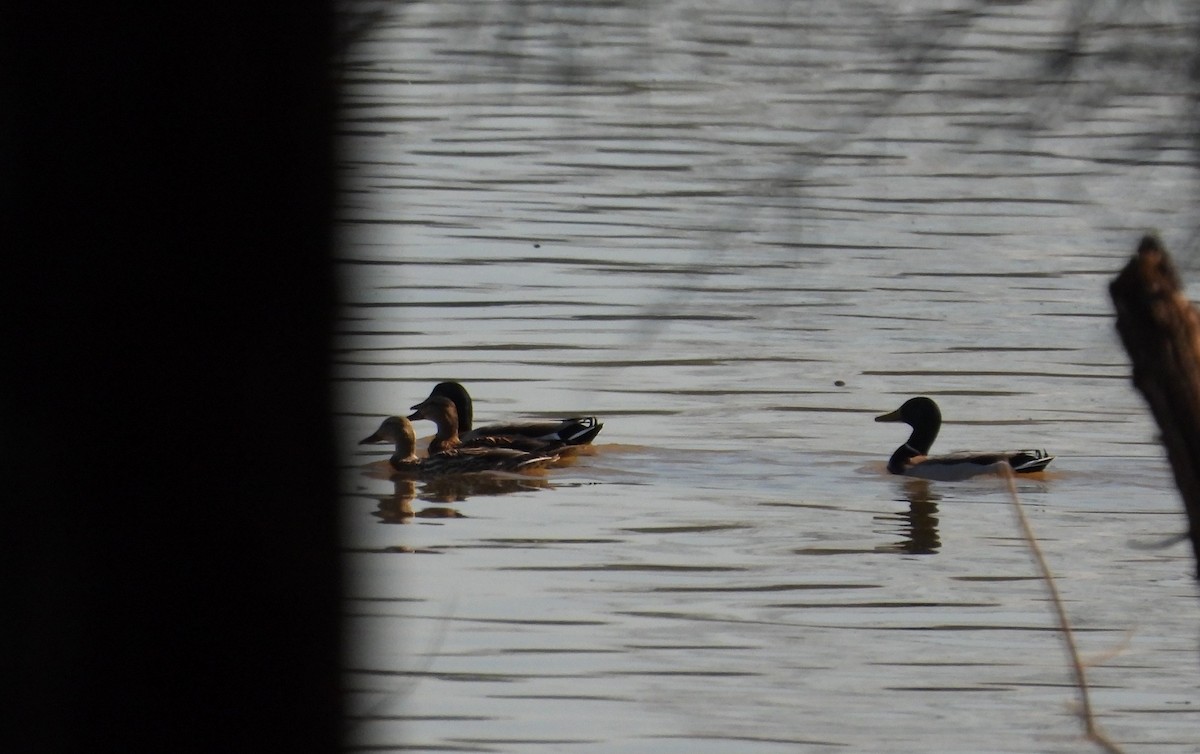 Mallard - ML651941413