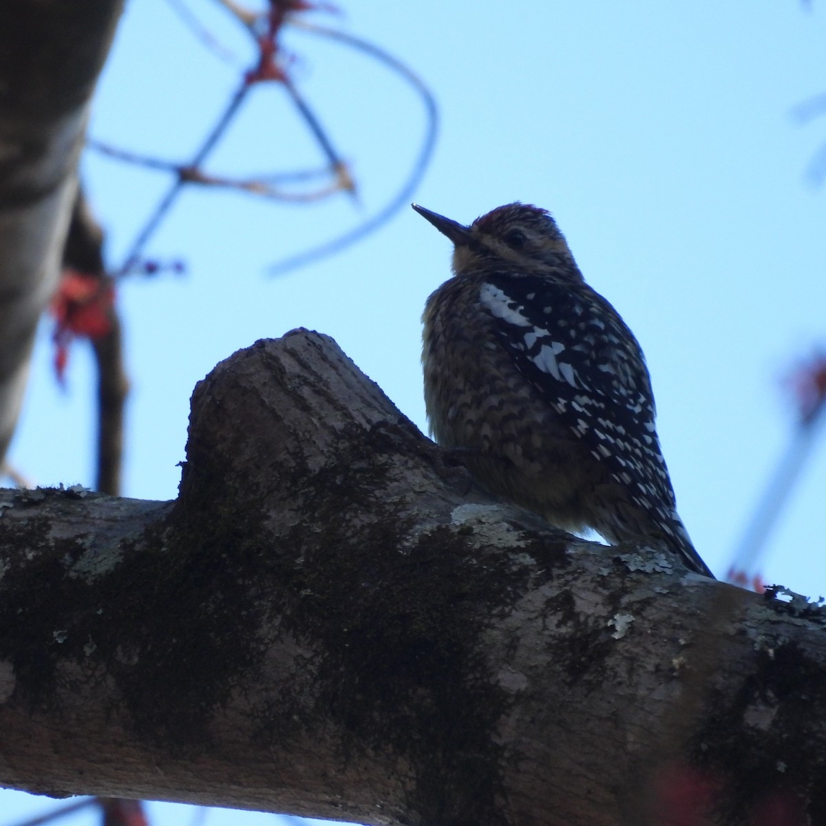 Yellow-bellied Sapsucker - ML651941428