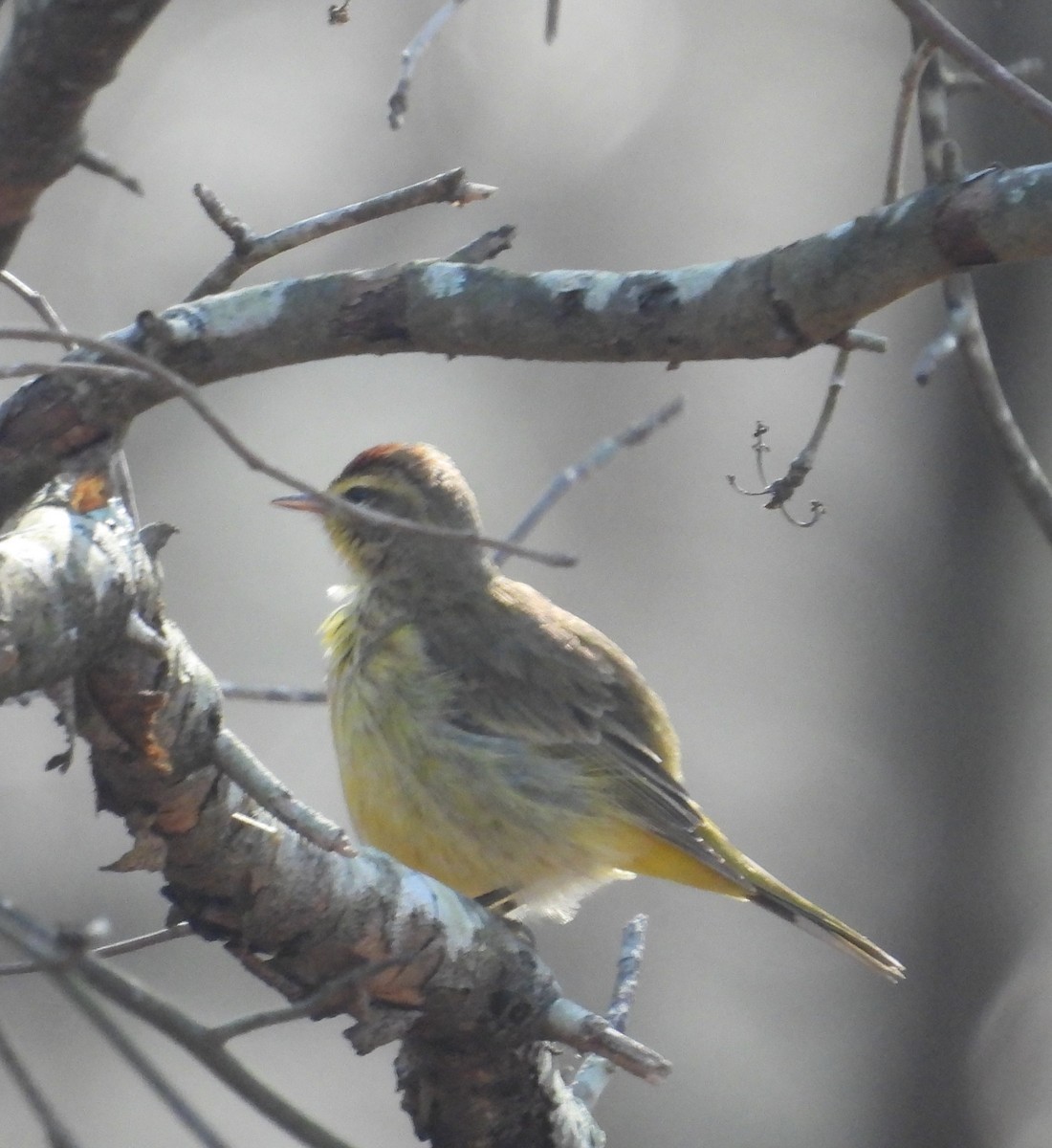 Palm Warbler - ML651941475
