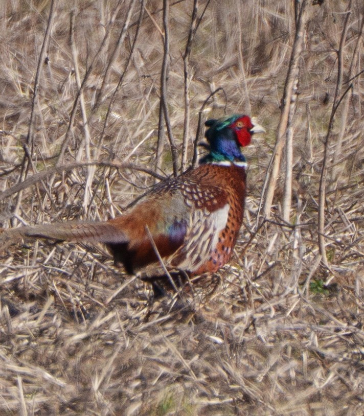 Ring-necked Pheasant - ML651941746