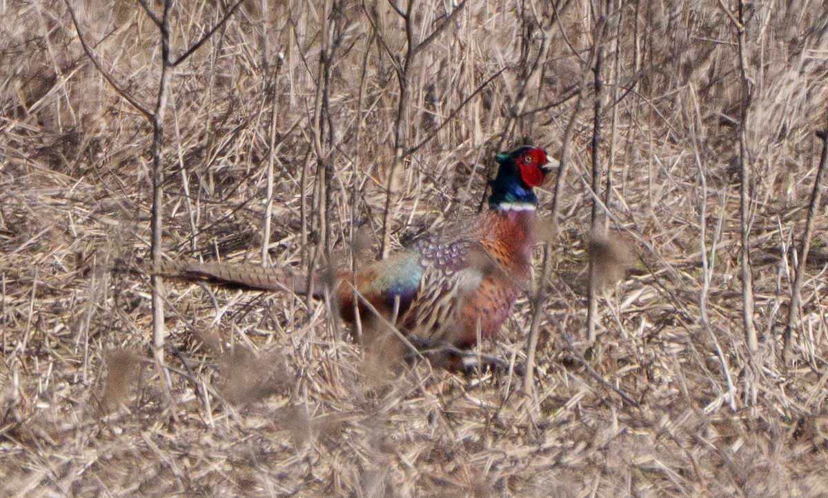 Ring-necked Pheasant - ML651941747