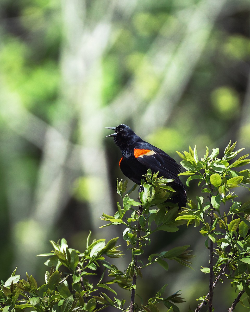 Red-winged Blackbird - ML651941756