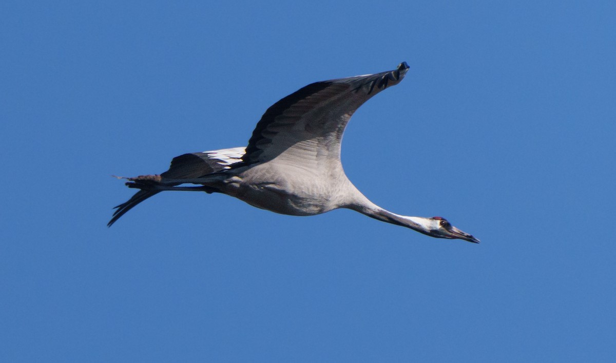 Common Crane - ML651941757