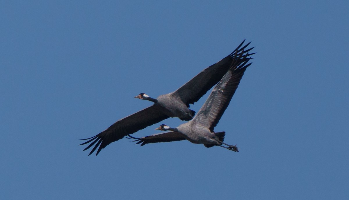 Common Crane - ML651941758