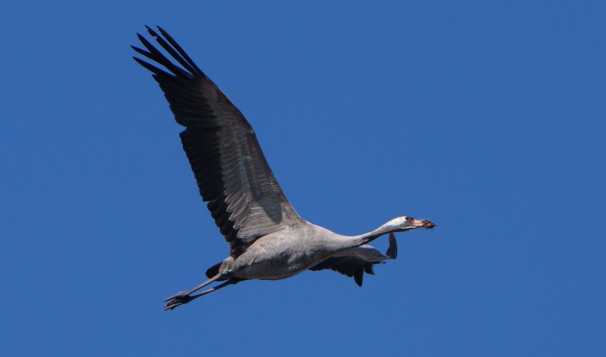 Common Crane - ML651941759