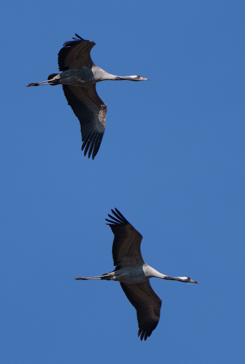 Common Crane - ML651941760