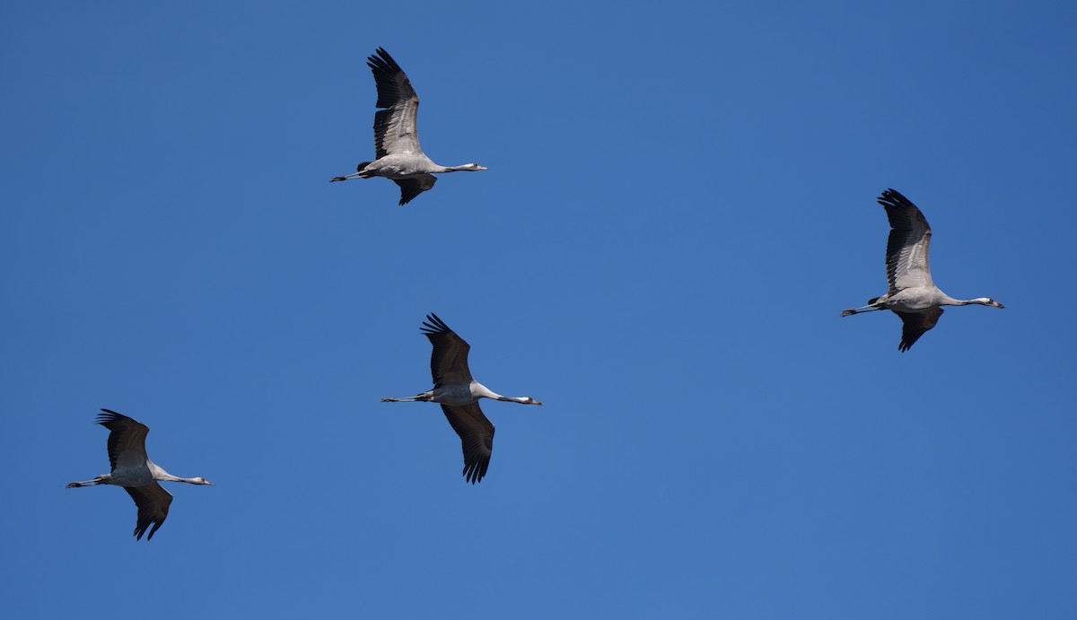 Common Crane - ML651941761