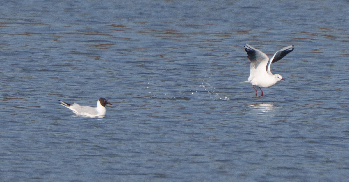Black-headed Gull - ML651941775