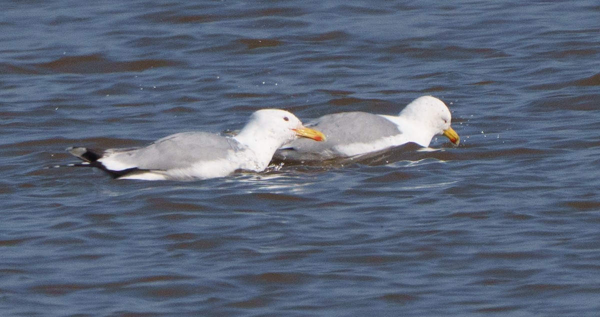 Caspian Gull - ML651941784