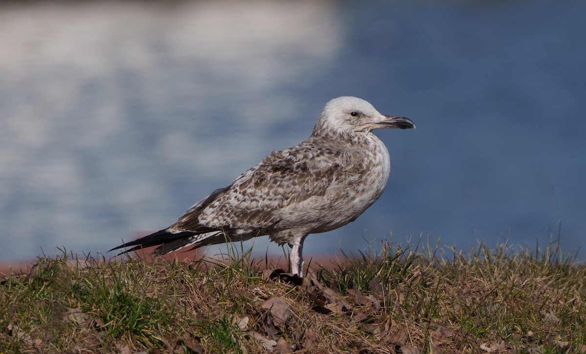 Caspian Gull - ML651941785