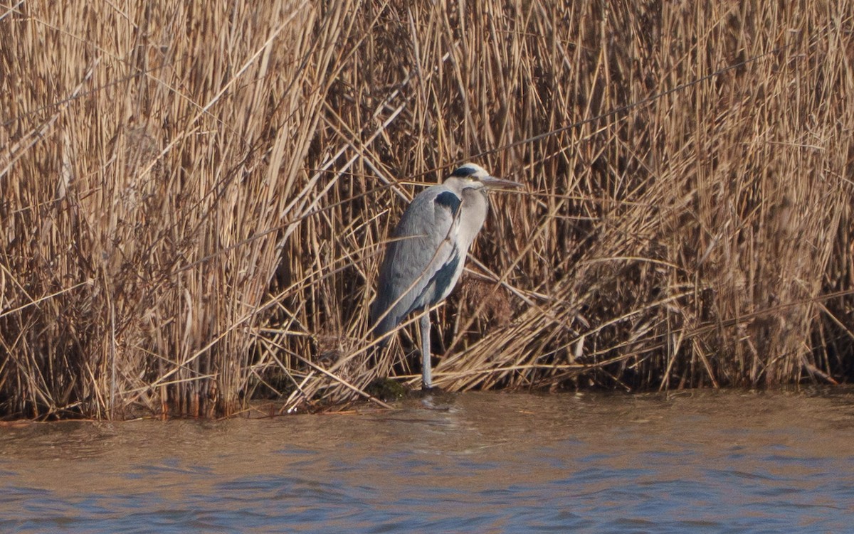 Gray Heron - ML651941803