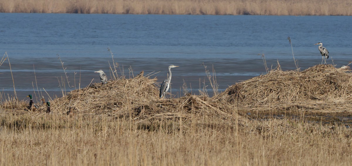 Gray Heron - ML651941804