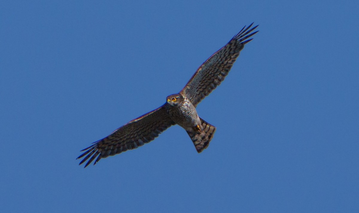Eurasian Sparrowhawk - ML651941936