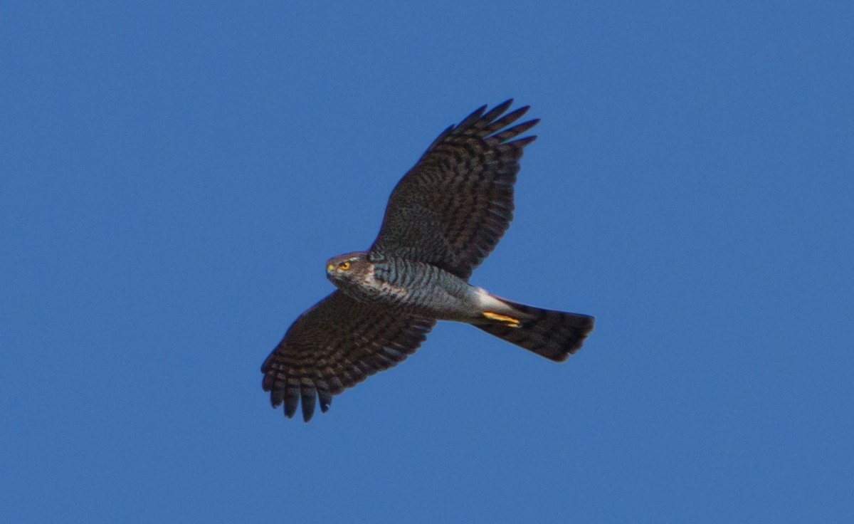 Eurasian Sparrowhawk - ML651941944